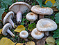 Lactarius pubescens