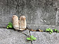 Coprinus comatus