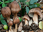 Inocybe maculata