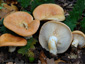 Lactarius zonarius