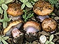 Cortinarius vesterholtii