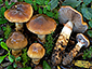 Cortinarius trivialis