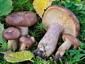 Lactarius hysginus