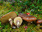 Suillus luteus