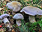 Cortinarius camphoratus