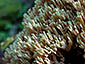 Ramaria apiculata