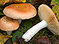 Russula risigallina