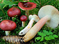 Russula renidens