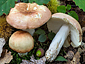 Russula deceptiva