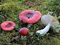 Russula paludosa