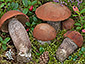 Leccinum vulpinum