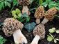 Morchella esculenta