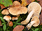 Hygrophorus unicolor