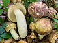 Russula olivacea