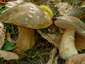 Boletus aereus