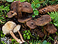 Lactarius lignyotus