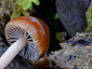 Psilocybe coprophila