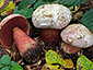 Boletus rhodoxanthus