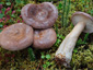 Lactarius trivialis