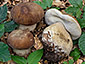 Boletus reticulatus