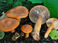 Lactarius aurantiacus