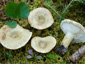 Lactarius olivinus