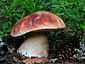 Boletus pinophilus