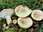 Lactarius olivinus