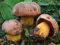 Boletus rhodopurpureus