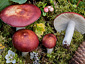 Russula vinososordida