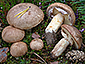 Suillus luteus