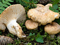 Russula camarophylla