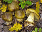 Cortinarius xanthochlorus