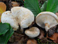 Lactifluus glaucescens