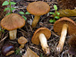 Cortinarius orellanus