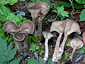 Pseudoclitocybe cyathiformis