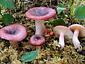 Russula gracillima