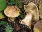 Cortinarius sulfurinus