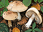 Cortinarius pseudoarcuatorum