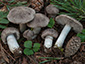 Tricholoma gausapatum