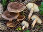 Tricholoma albobrunneum