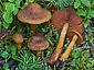 Cortinarius malicorius