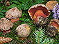 Boletus rubrosanguineus