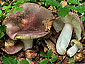 Russula olivacea