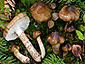 Hygrophorus olivaceoalbus