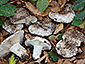 Russula albonigra f. albonigra