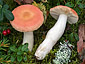 Russula roseipes