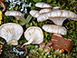 Pleurotus pulmonarius