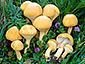 Phaeolepiota aurea