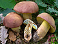 Boletus pseudoregius